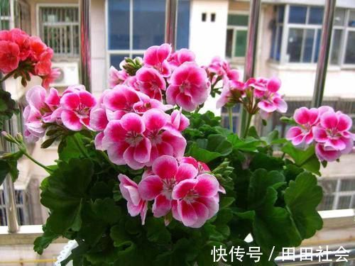 秋季|此“花”能开三季，鲜艳漂亮花期长，阳台养一盆，看花200天