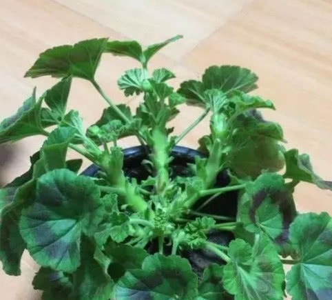 天竺葵如何养爆盆教你1招,花苞嗖嗖冒,轻松开成大花球!