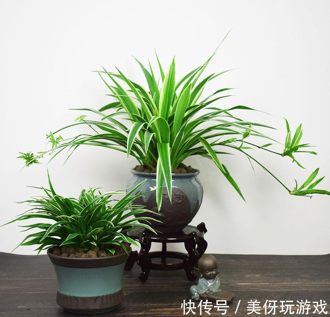 人养花,花亦养人!这八种“能养人”的健康花,建议至少养一种