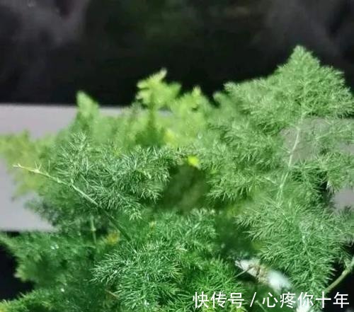 叶子|文竹叶片发黄,从这4点改善,叶子碧绿,气质更好!