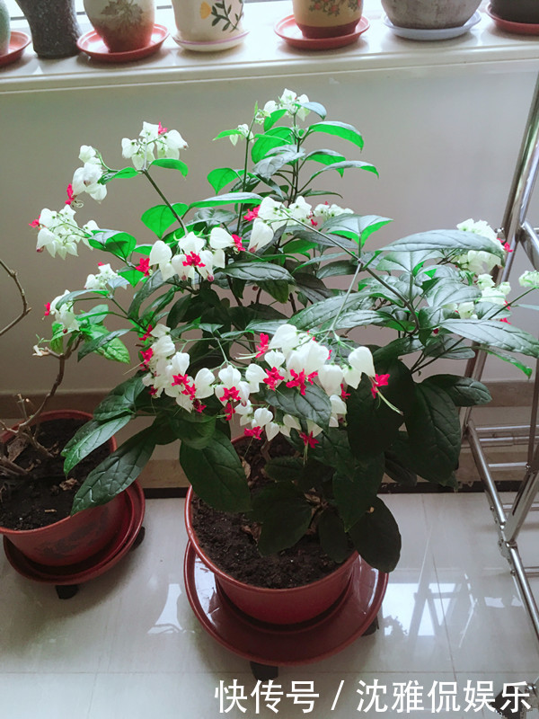 玫瑰|喜欢玫瑰,不如首选珍稀玫瑰“卡罗拉”,花开红如焰火,娇艳欲滴