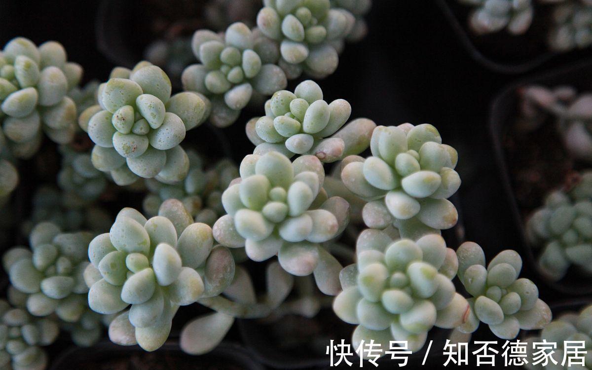 养护|多肉叶子一碰就掉,和3点养护方法有关,了解原因巧应对就好
