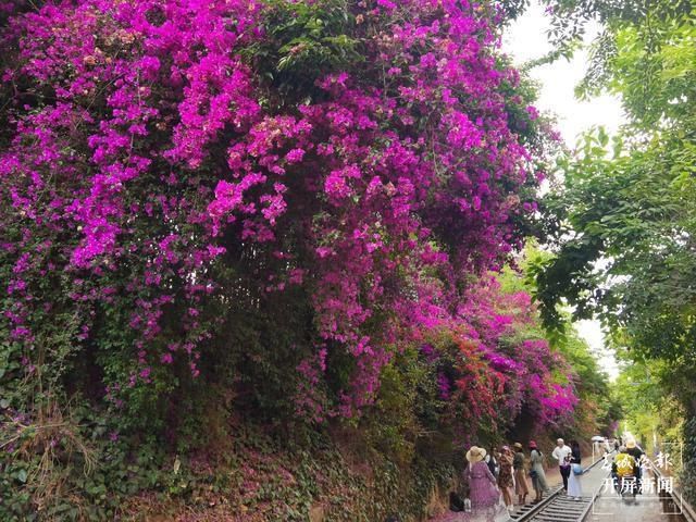 三角梅|花开如瀑！这一抹闹市的“昆明红”，等你打卡