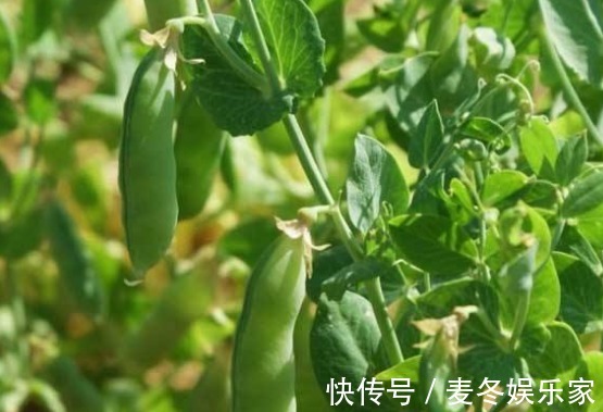 金桔|女人想要不显老,三种食物要多吃,滋润皮肤,皮肤越来越细腻