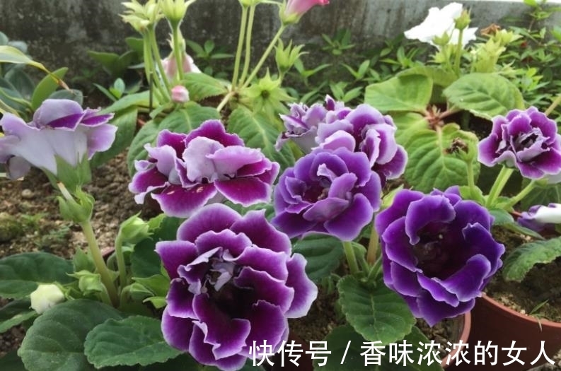 长势|秋冬家里采光差,可以种上3种花,有点散光就能开灿烂,美极了