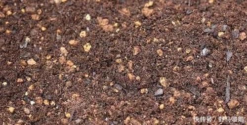 黄叶|想要酸性土养花该怎么弄兑点它们,喜酸植物不再黄叶掉花苞