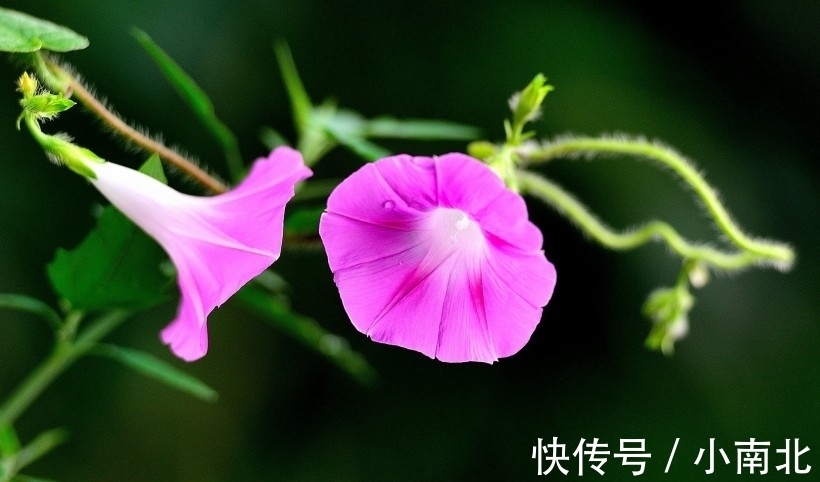 事业|近段时间内，缘分与桃花彻底释怀，遇到真挚爱情的4大生肖！