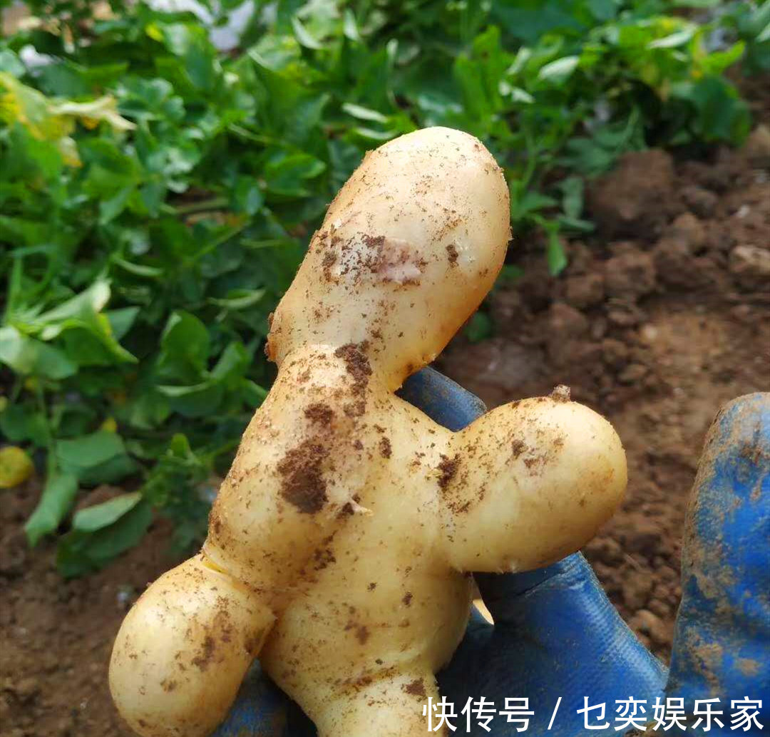 夏天热，土豆买多了，不要放冰箱！教你农村土方法，放半年不发芽