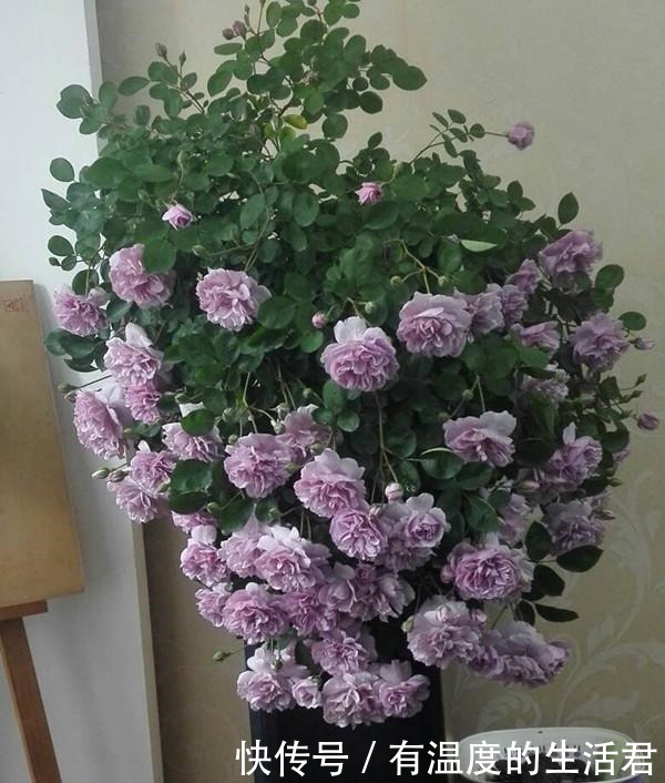 此款藤本花卉,全年都开花,可打造花墙,好看又好养,阳台也能种!