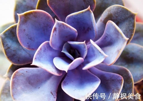 多肉紫珍珠怎么叶插教你3个小窍门,叶插成功率极高长势还旺盛