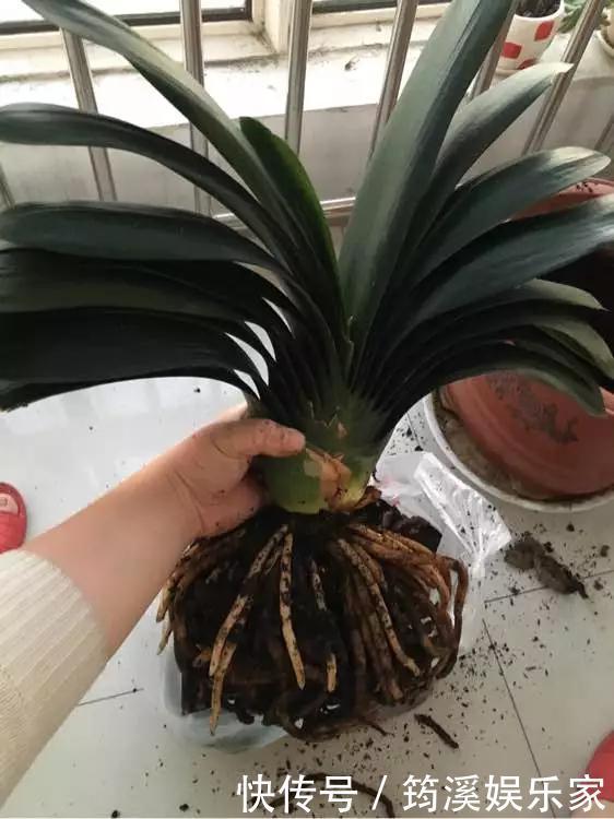 绿萝|4种花爱“吃土”,1年不换盆,盆里全是根不见土,换盆才能长好