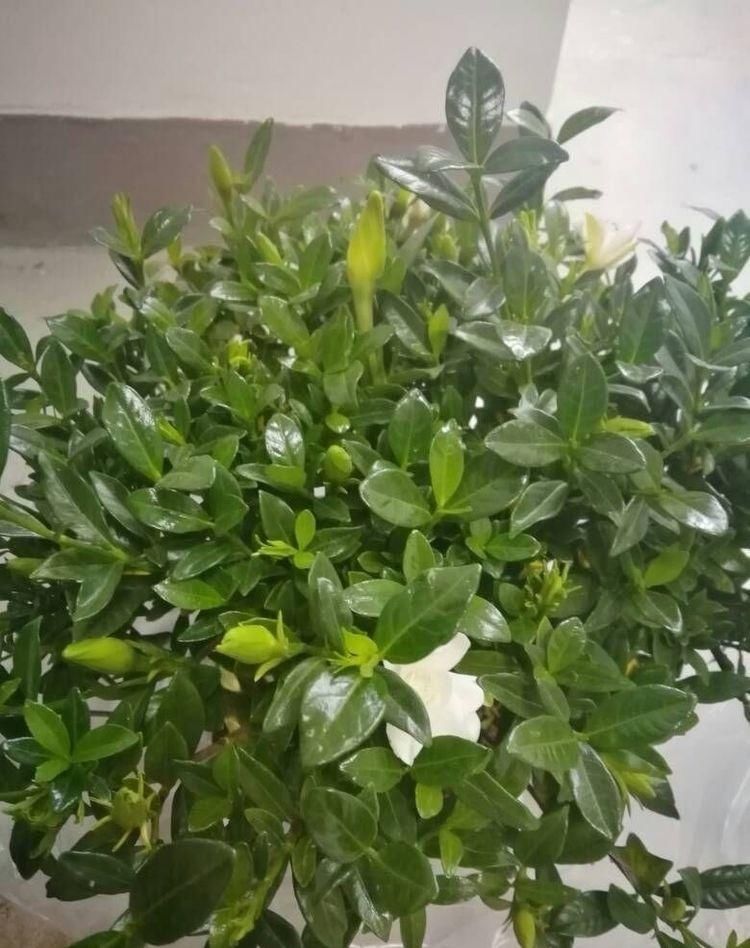 叶子|天冷这样养栀子花,叶子照样油绿,花期绽放芳香迷人的花朵