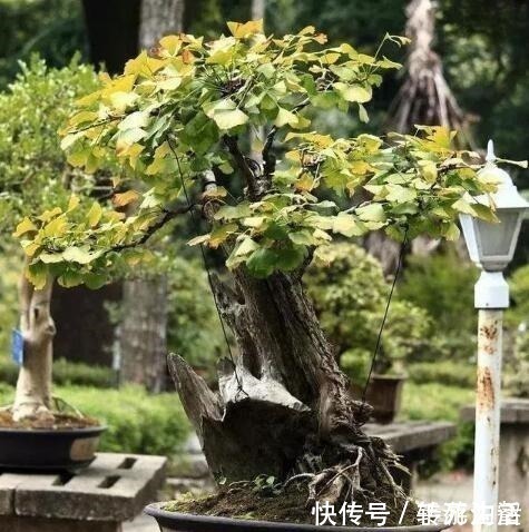 明白人都养“3种树”，看着很“普通”，殊不知，越养越“值钱”！