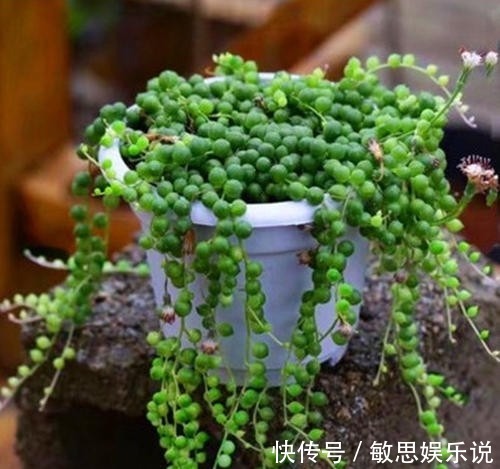 耐旱|谁说多肉都耐旱？这些喜水多肉，太能喝水天天要浇