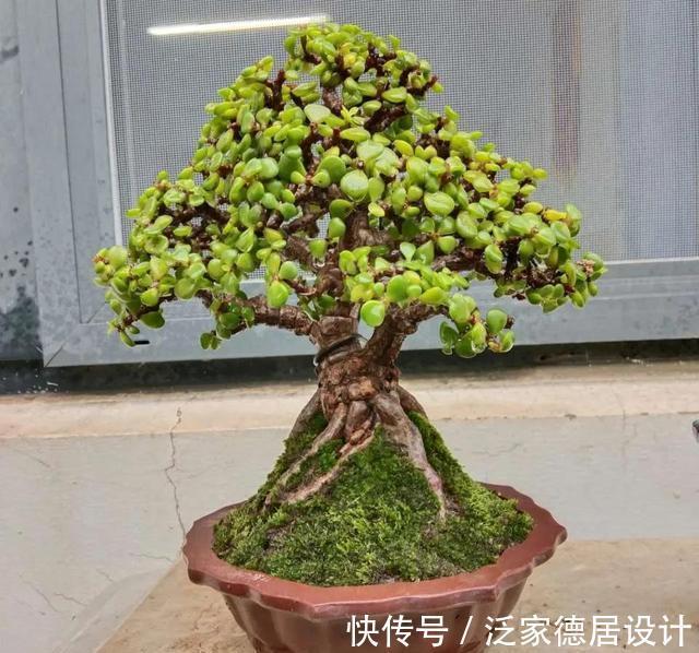 微酸性|金枝玉叶黄叶掉叶,掌握一招,叶绿花繁,颜值高