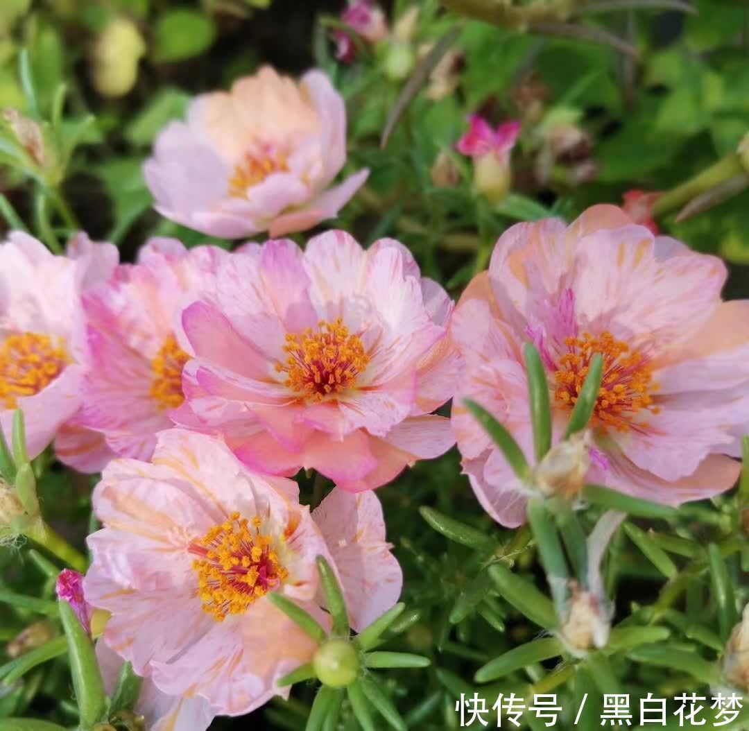 有5种花,很好养很勤花很优秀,种阳台露台上非常美