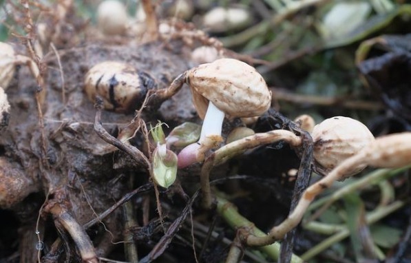 营养|4种食物发芽后,不仅没“毒”,营养反而会倍增,别再傻傻扔掉了