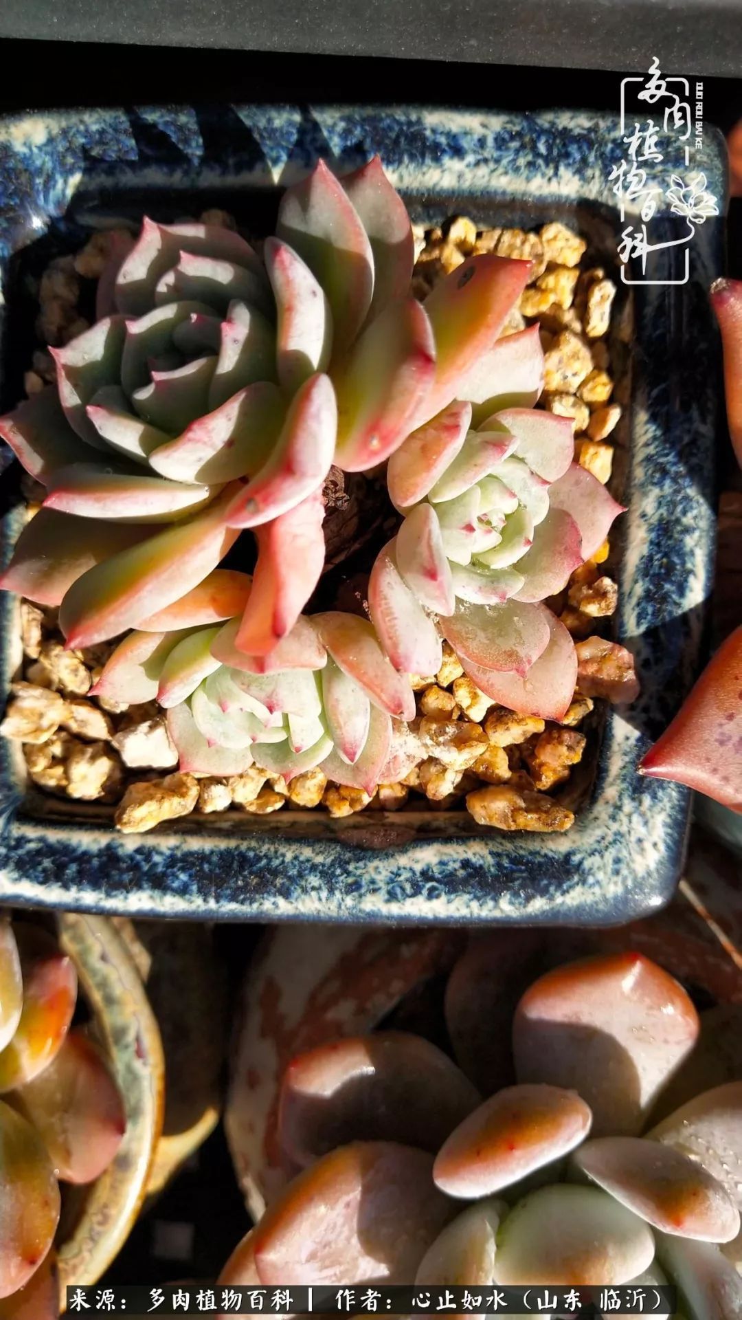 养多肉不只是说说而已，只要肯用心，它们绝对不会辜负你！