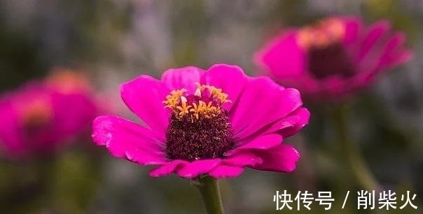 桃花朵朵|9天后，桃花朵朵，怦然心动，遇到真爱，不能自拔，从此伴你行