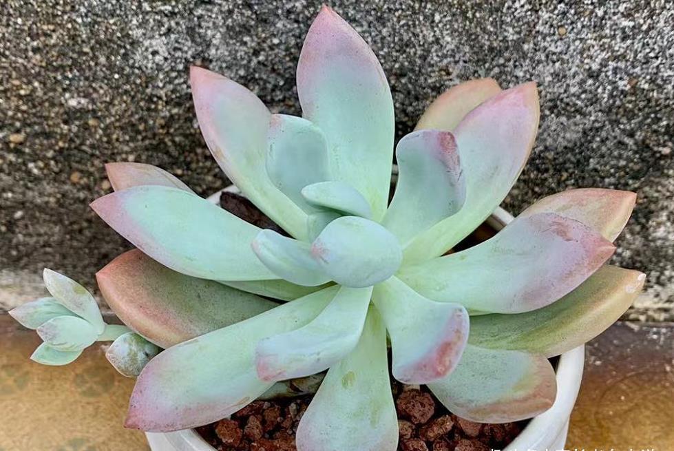 肉友|我们养多肉的过程中该不该给多肉砍头?什么时候砍头合适?