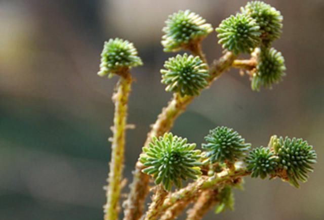 光照|3种适合做盆景的多肉，清新雅致，光照不足也能好好生长