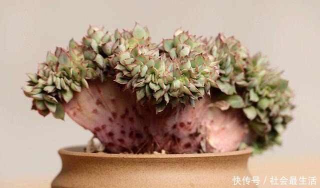 多肉植物四季浇水口诀,照着养,想养死都难!