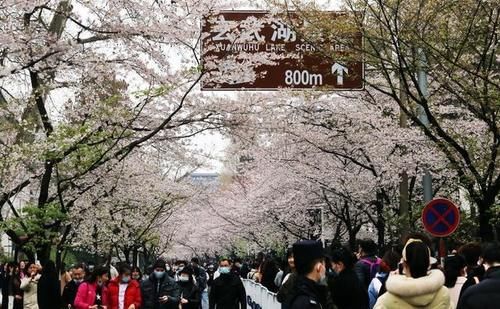 南京街头道路变身樱花的海洋，吸引众多游人前来赏花