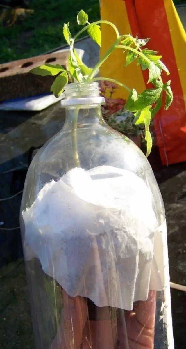 浇水|太神奇了!她在塑料瓶里种蔬菜,一年都吃不完!