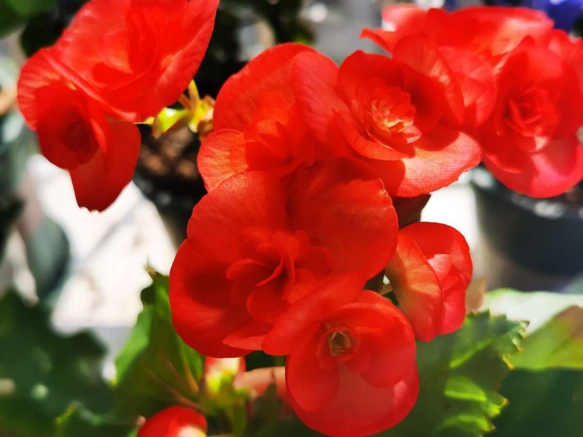 “吉树入吉宅,富贵自然来”,家里的6种树类盆栽,好看又吉祥