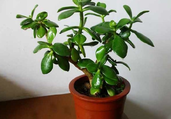 四种十分好养活的花草,七天就能生根,三个月就会爆盆开花