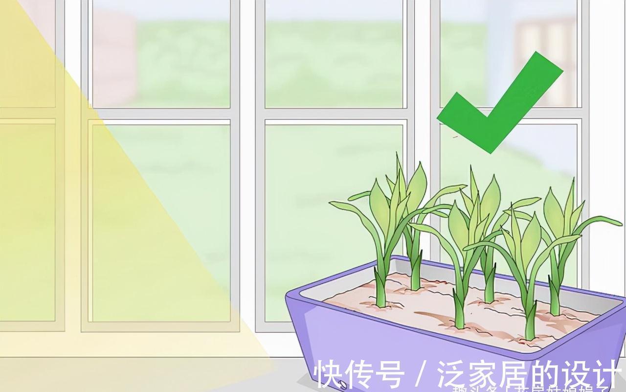 水培|富贵竹不用花钱买了，1根迅速变10根，这样扦插繁殖生长速度快