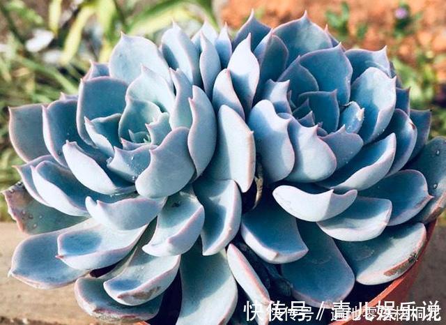 意境|10款意境深远的蓝色系多肉!养成老桩美呆了!越养越爱!