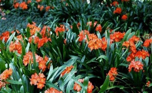 播种法|养君子兰,这3种方法让你变成专业户,不得不做的一件事不能忘