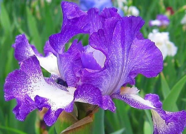 “4种花”漂亮又好养,四季花开不断,层层交叠,烂漫迷人眼