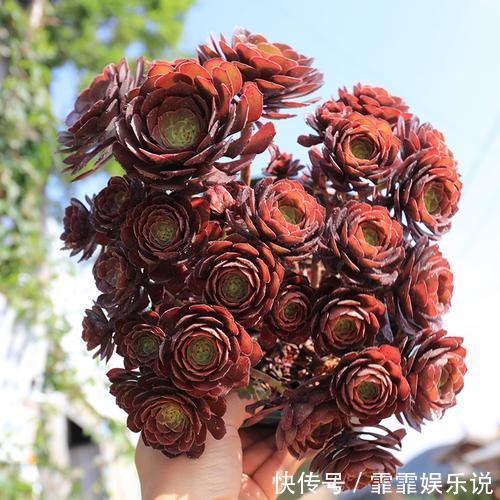 多肉植物越长越瘦是你不会捣鼓,教你4招,个个胖鼓鼓