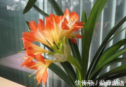 浇水|养君子兰,掌握3个技巧,养出大白根,嗖嗖挤满盆,叶绿开花艳!