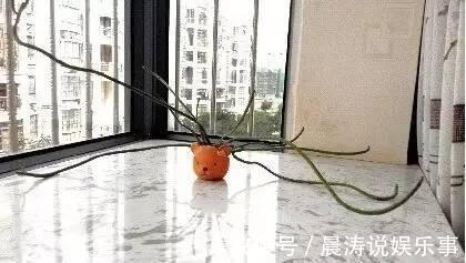 大和锦|多肉长残的照片,看一次笑一次,根治各种抑郁