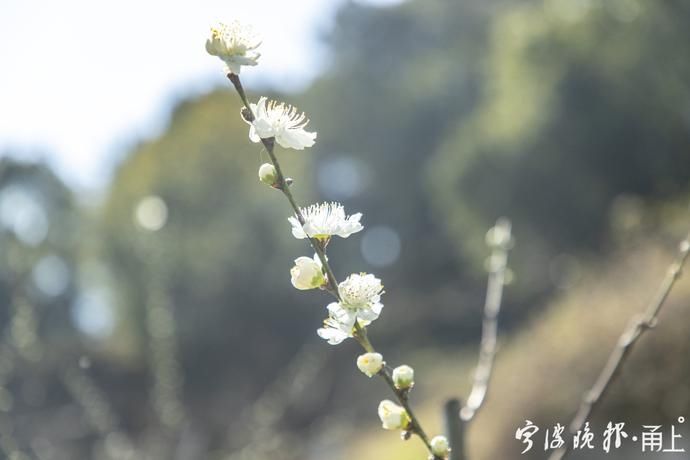 宁波首批桃花盛开，3月中下旬大量开放