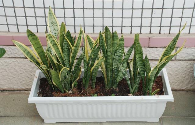 养虎尾兰，一个小技巧，长得快、侧芽多、叶厚实，3个月长爆盆