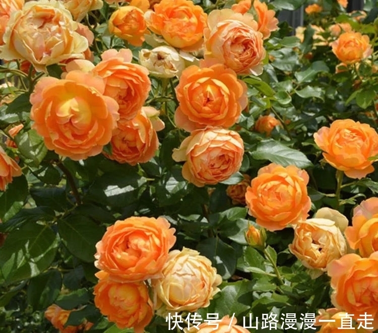 蜂蜜|最容易开爆盆的花朵,并且超级好养,开花勤又爆盆,花开美艳动人