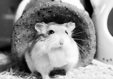 卡尔霍恩 令人深思的25号宇宙实验:鼠类生活在人造天堂,560天后面临消亡