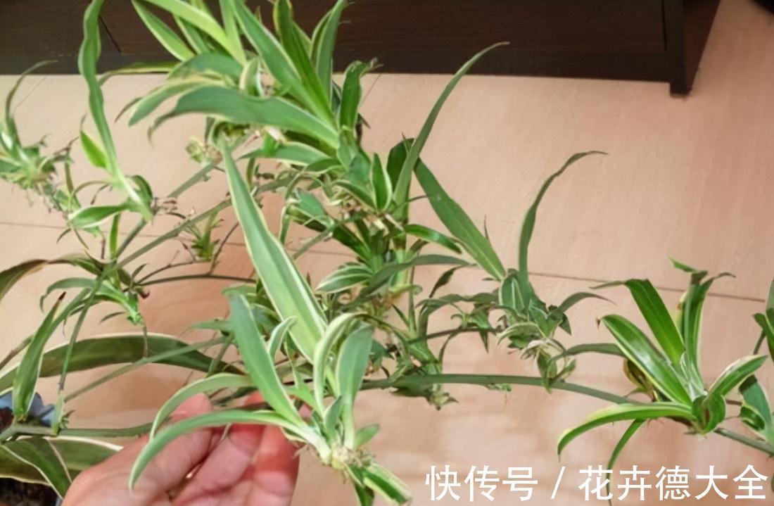 小吊兰|9一10月，别忘记“扦插”这些花，“温度”适宜利于生根