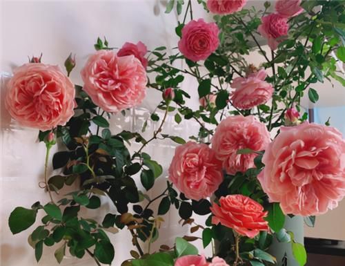  不用担心|养月季，冬天“巧修剪”，来年开花翻3倍