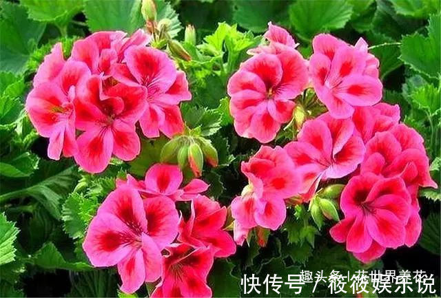 家庭养天竺葵,牢记“3多1少”,叶子大开花多,一次能开3个月