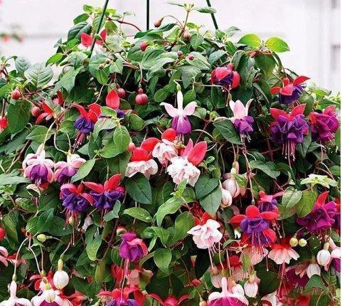 百合花|家里养这4种花,5月赶紧剪一剪,剪完了难度夏,来年没花赏