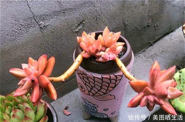 她养多肉,专选“大普货”,养成独特“怪老桩”,大家都夸赞!