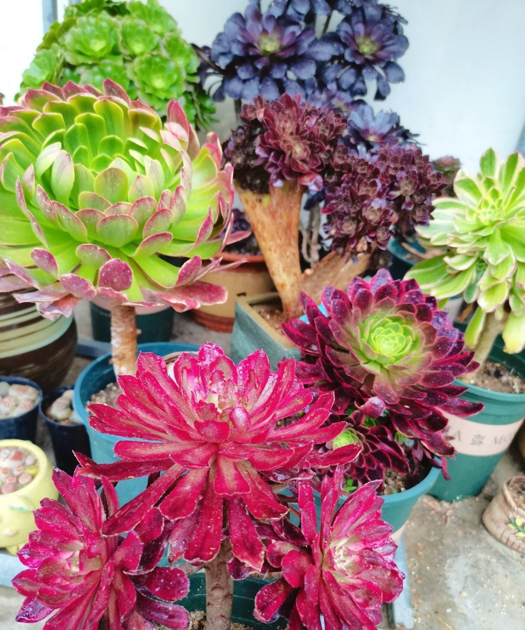 跌落神坛的“三多肉”,恰如仙子临凡尘,现沦为“普货”仍受宠爱