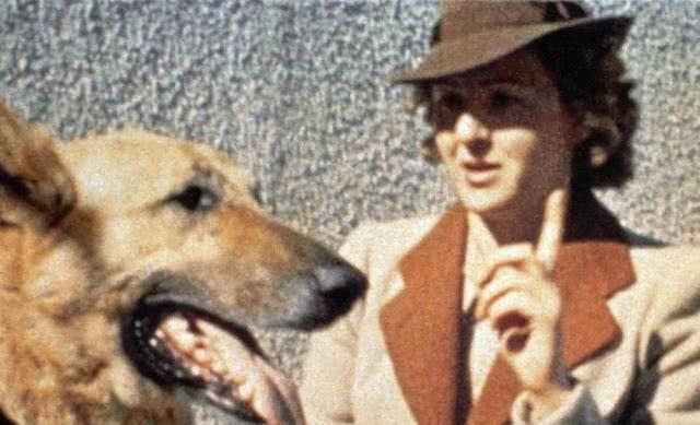 忠于|希特勒的情妇和爱犬最忠于他的一人一狗,为何双双服毒死