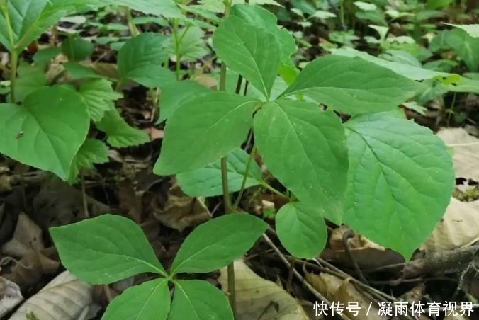 山胡萝卜|此为“山海螺”,若长在你家乡,请少挖些,答应我,因为太珍贵了