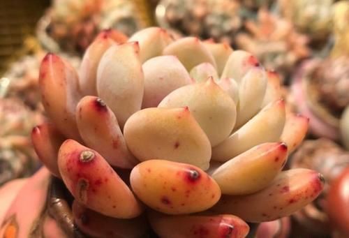 肉肉叶的小芽怎样才能养肥大？